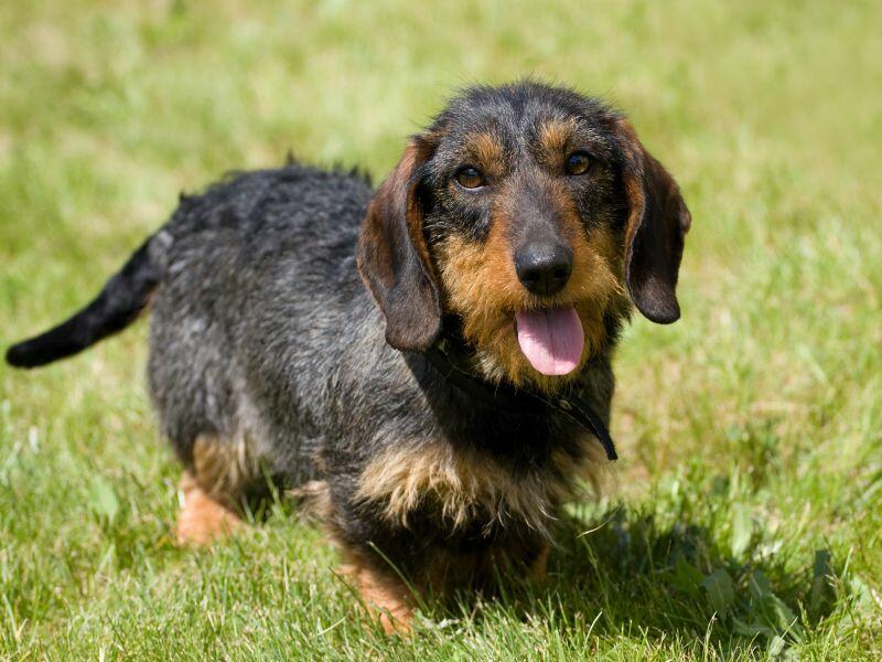 Wie Bringt Man Hunden Eine Rolle Bei