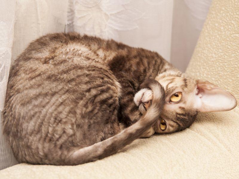 wie ist der charakter der cornish rex