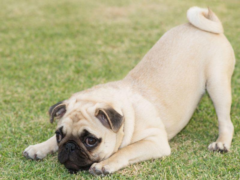 Der Mops und seine typischen Eigenschaften