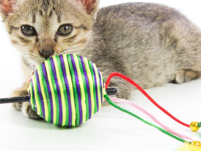 Toyger: Was Sie bei der Haltung beachten sollten