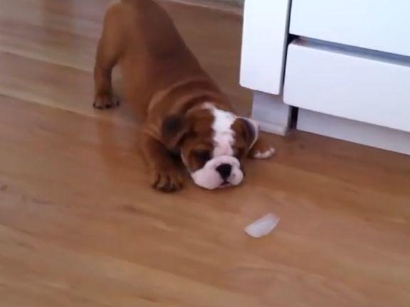 BulldoggenWelpe legt sich mit Eiswürfel an