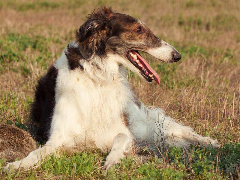 Barsoi Gro er Russischer Windhund barsoi-gro-er-russischer-windhund