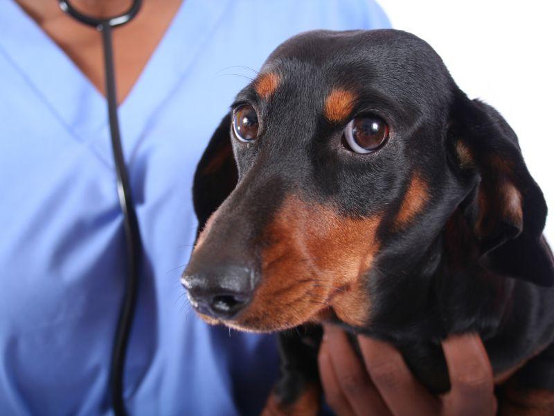 Hunde mit Niereninsuffizienz Behandlung