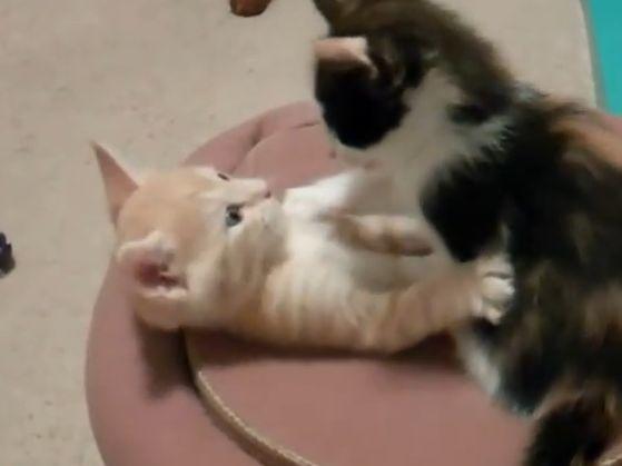 Katzenbabys spielen um die Wette