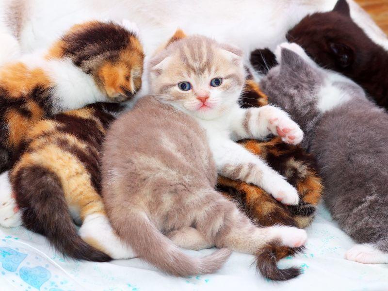 scottish fold katzenbabys kaufen scottish fold katzenbabys kaufen