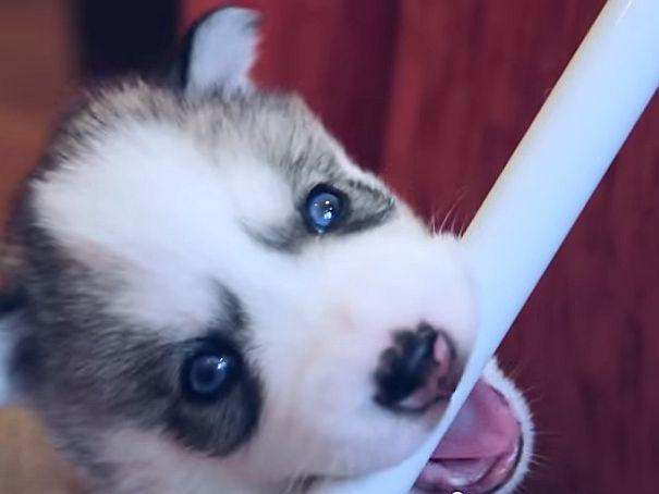 So Niedlich Huskywelpen In Ihren Ersten Lebenswochen