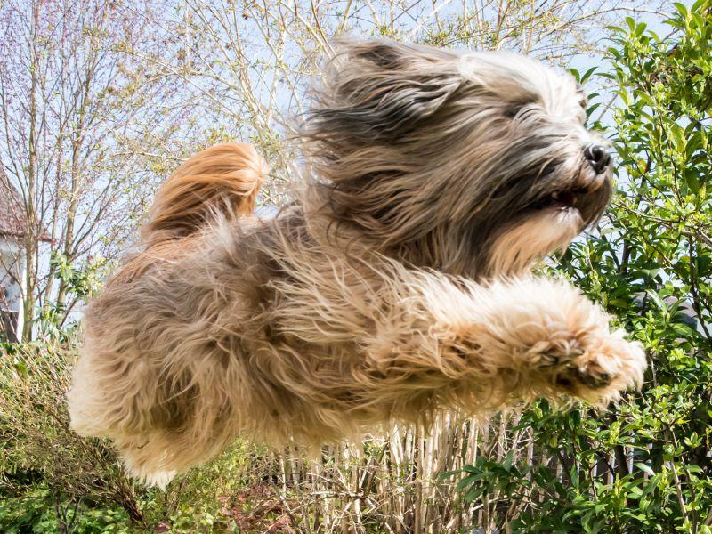 Tibet Terrier Sportlicher Familienhund