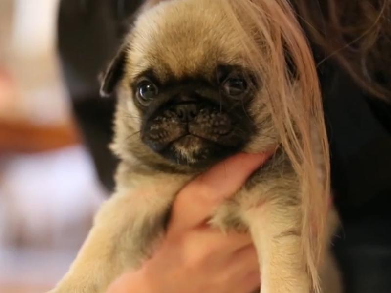 Mops spielt mit Haarpracht vom Frauchen