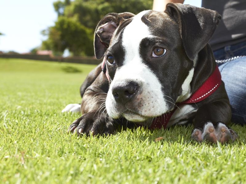 Pitbull Kräftige und muskulöse Hunderasse