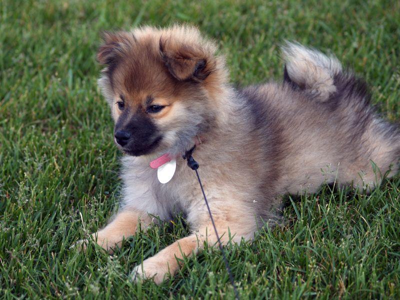 Sicherheit im Dunkeln Leuchtanhänger für Hunde