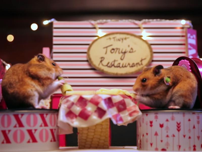 Hamster haben romantisches Date