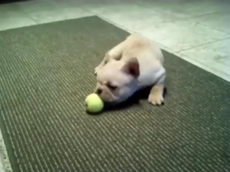 Hundewelpen Spiele Hundewelpen Spiele