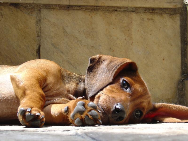 Welche Ernährung sich für Hunde mit Epilepsie