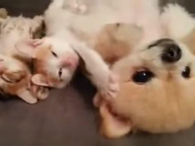 Süßer Hund kuschelt mit Katzenbabys