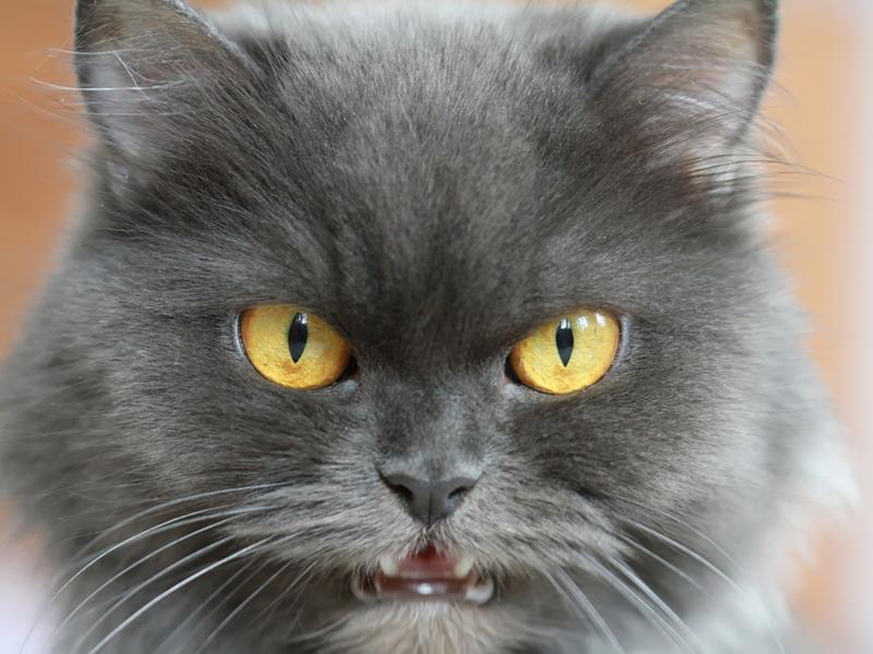 Die Katze Ist Aggressiv Gegen Menschen Was Kann Man Tun
