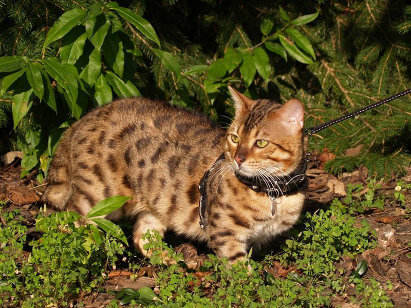 Teuerste Katzenrasse der Welt Herkunft der Savannah