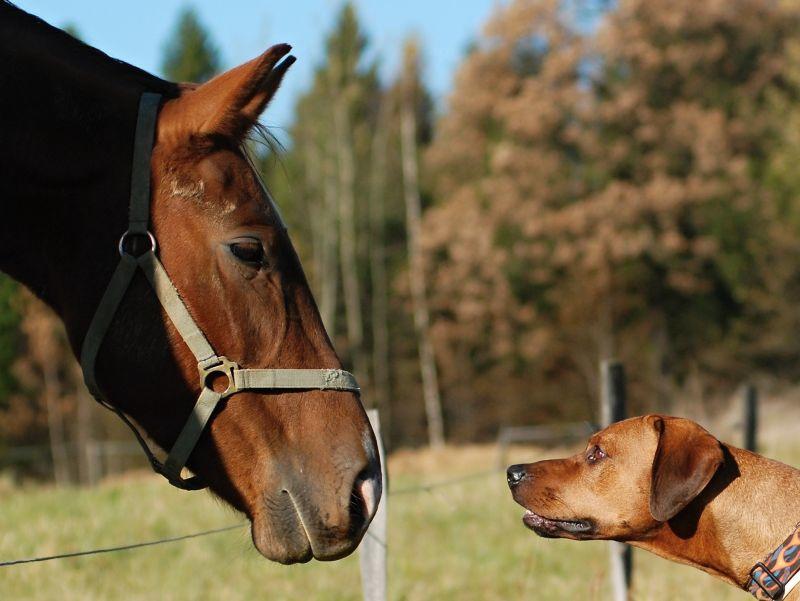 So gewöhnen Sie Hund und Pferd aneinander