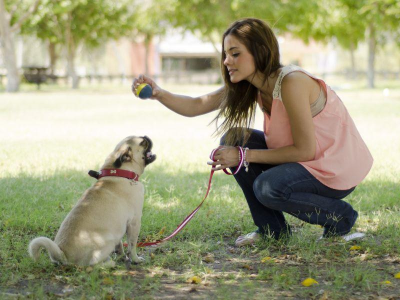 Einen Mops beschäftigen: Das macht dem Hund Spaß