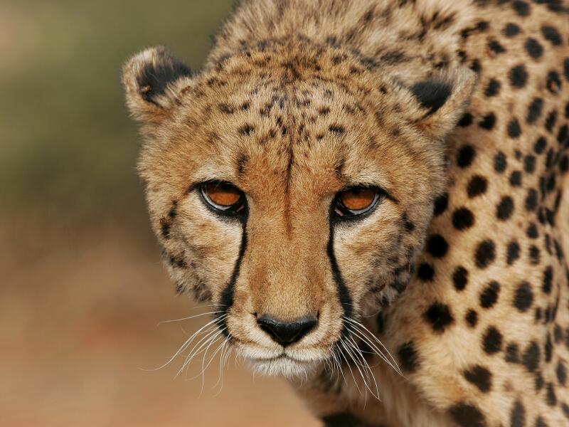 Gepard: Schnelles und elegantes Raubtier