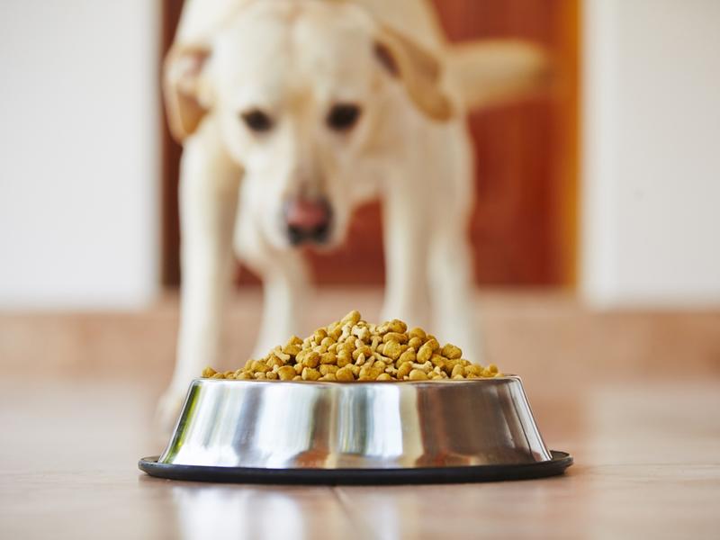 Allergien beim Hund Was ist eine Futtermilbenallergie?