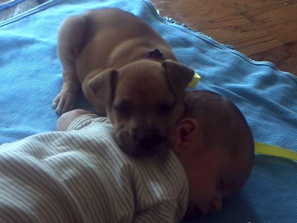 Muder Welpe Kuschelt Mit Baby