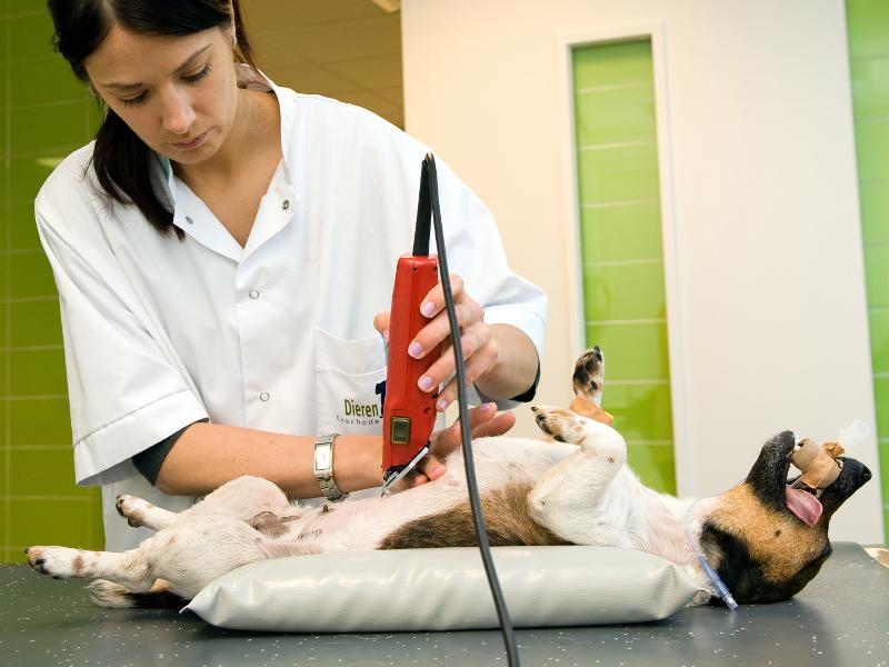 Magendrehung: So wird sie vom Tierarzt behandelt