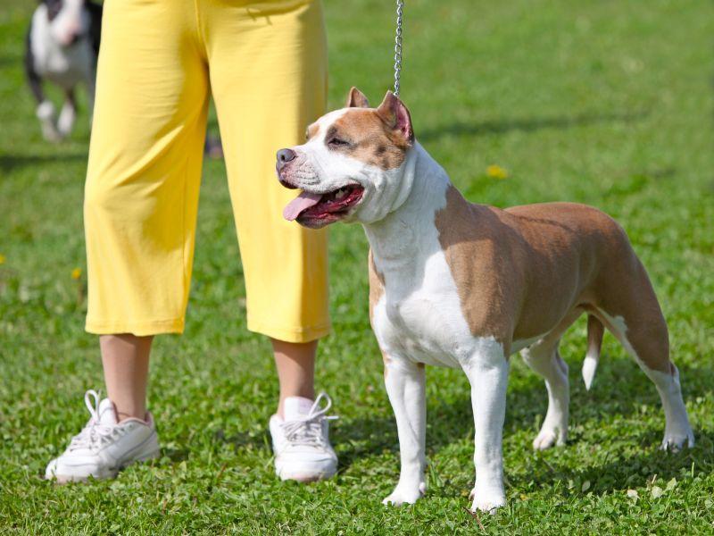 Wie läuft die Begleithundeprüfung für Hunde ab?