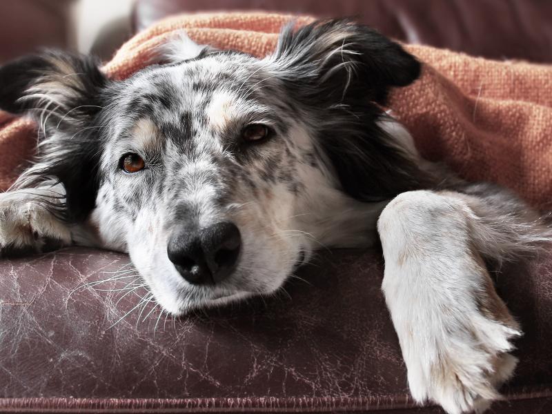 Bauchspeicheldrüsenentzündung bei Hunden Behandlung