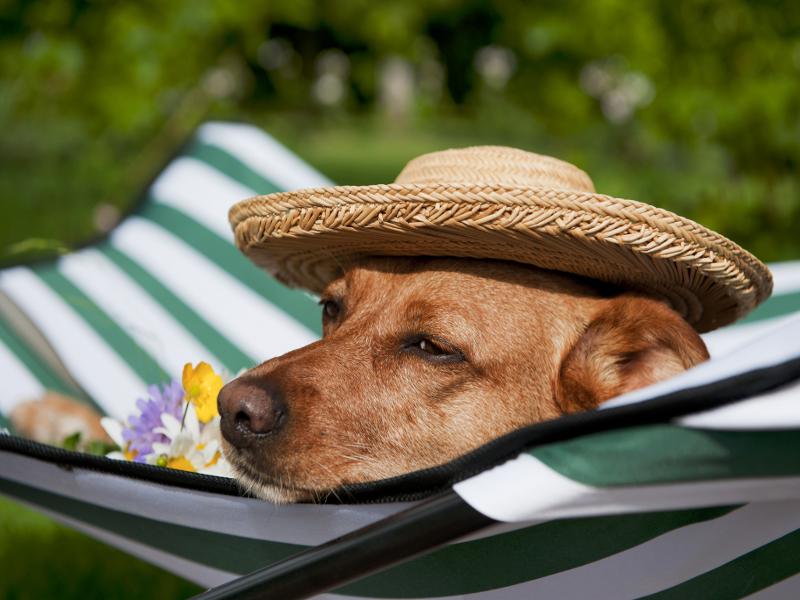 Erste Hilfe für einen Hund mit Sonnenstich
