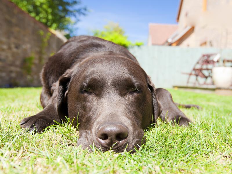 Sonnenstich oder Hitzschlag beim Hund Unterschied