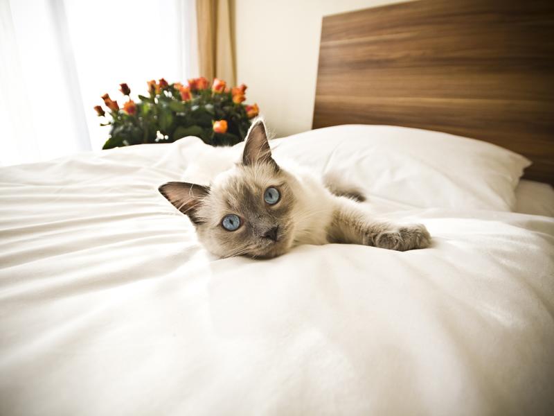 Urlaub mit Katze im Hotel Geht das?