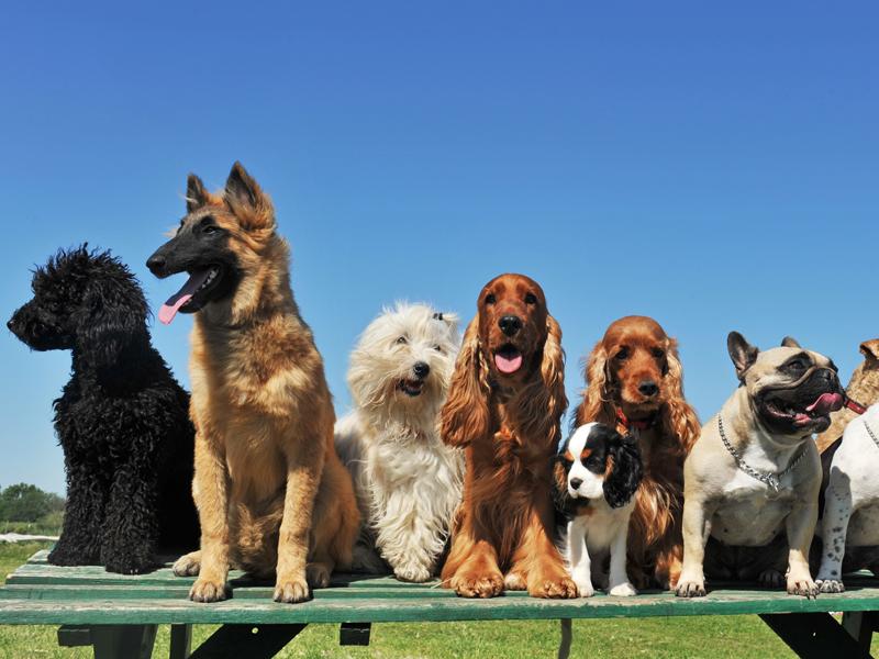 welcher hund passt zu mir 5 tipps fur die auswahl