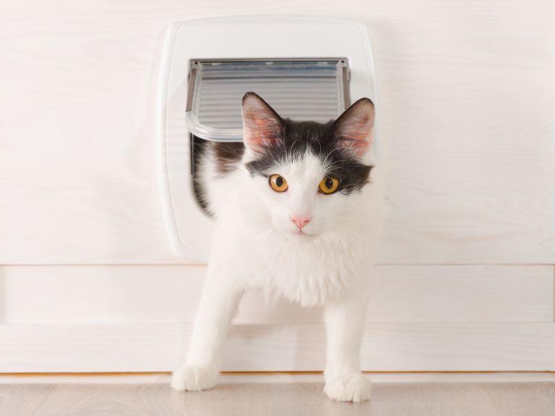 Katzenklappe einbauen Nützliche Tipps und Tricks