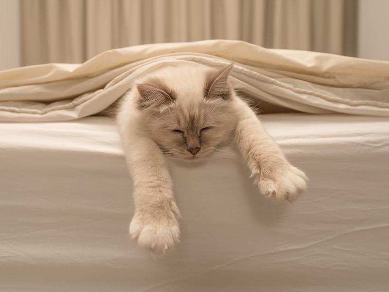 Katzen Machen Ins Bett