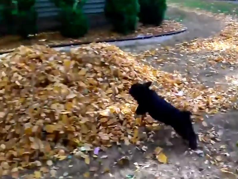 Aufgedrehte Welpen toben im Herbstlaub