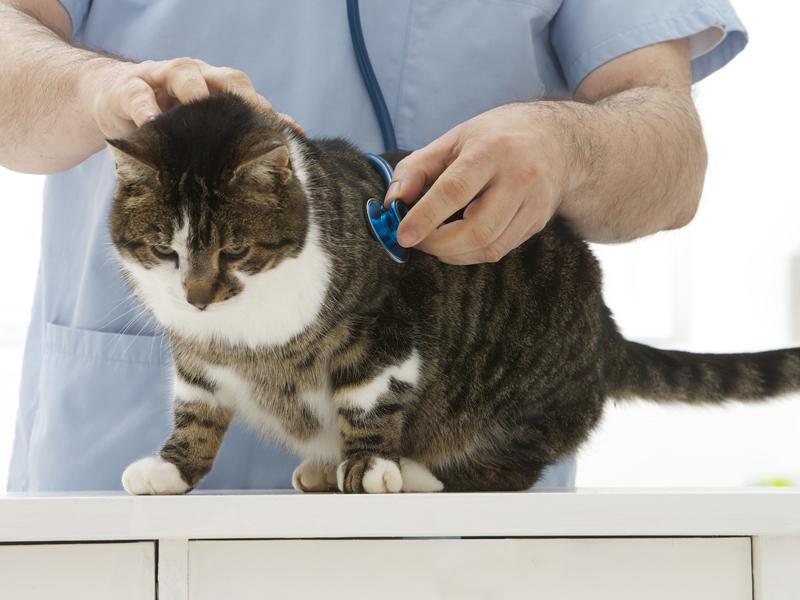 Katze Bluthochdruck Katze Bluthochdruck