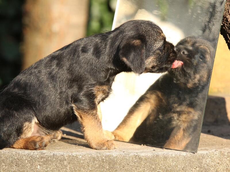 Martin Rütter Haben Hunde Ein Zeitgefühl Selbsterkennung: Haben Hunde ein Ich-Bewusstsein?