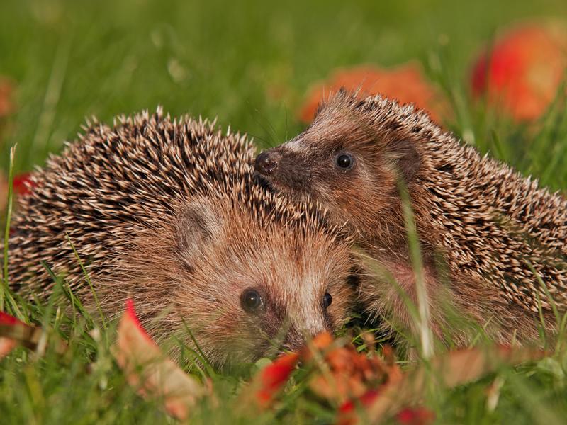 So fühlen sich Igel im Garten wohl: 4 Tipps