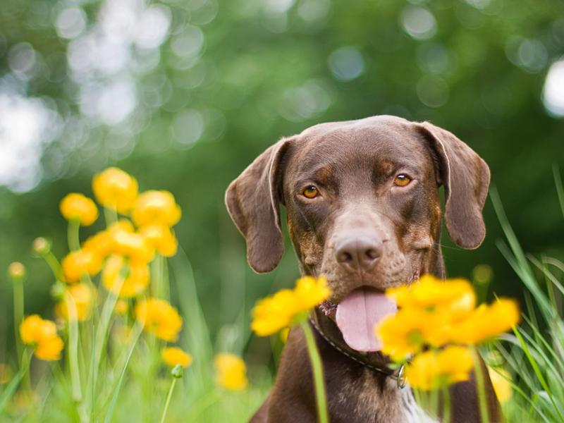 6 einfache Tipps für schöne Hundefotos