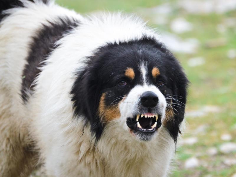 Problemhundetherapie Hilfe für aggressive Hunde