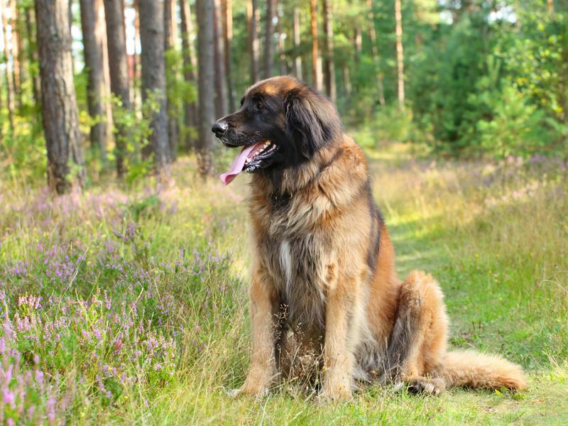 Leonberger Typische Krankheiten des großen Hundes