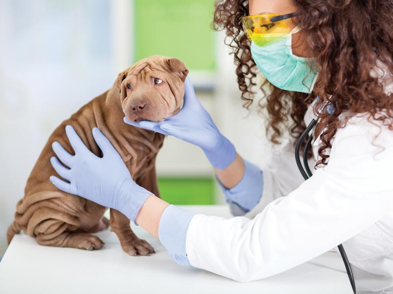 Hund Mit Darmverschluss Symptome Erkennen