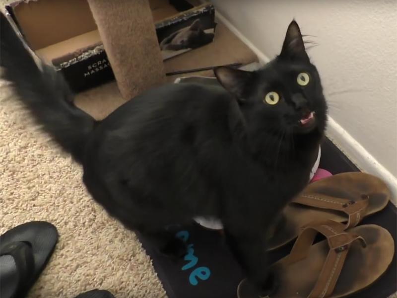 Cole und Marmalade Mit SoundEffekten zu Actionstars