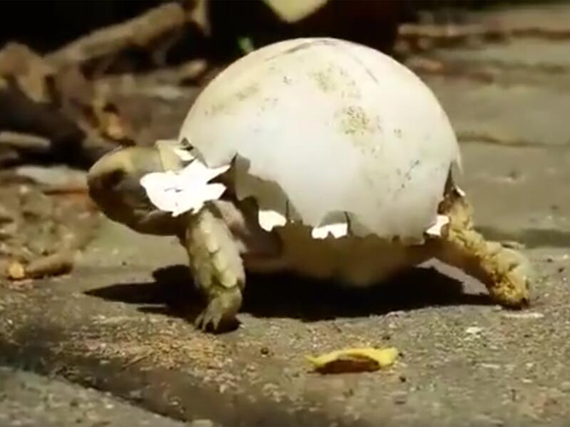 BabySchildkröte trägt ihre Eierschale spazieren
