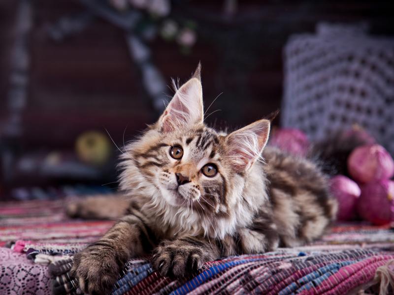 Spielen Mit Maine Coon Katzen Praktische Tipps