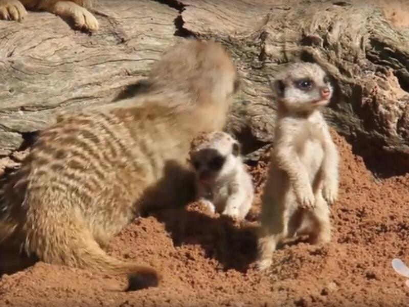 Süße Baby-Erdmännchen im Taronga Zoo geboren
