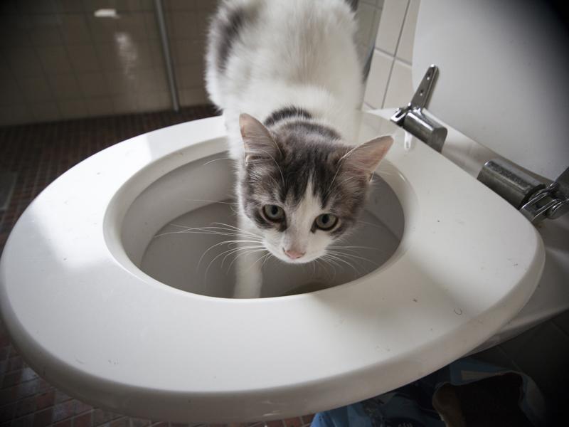 Katzen Auf Menschen Toilette