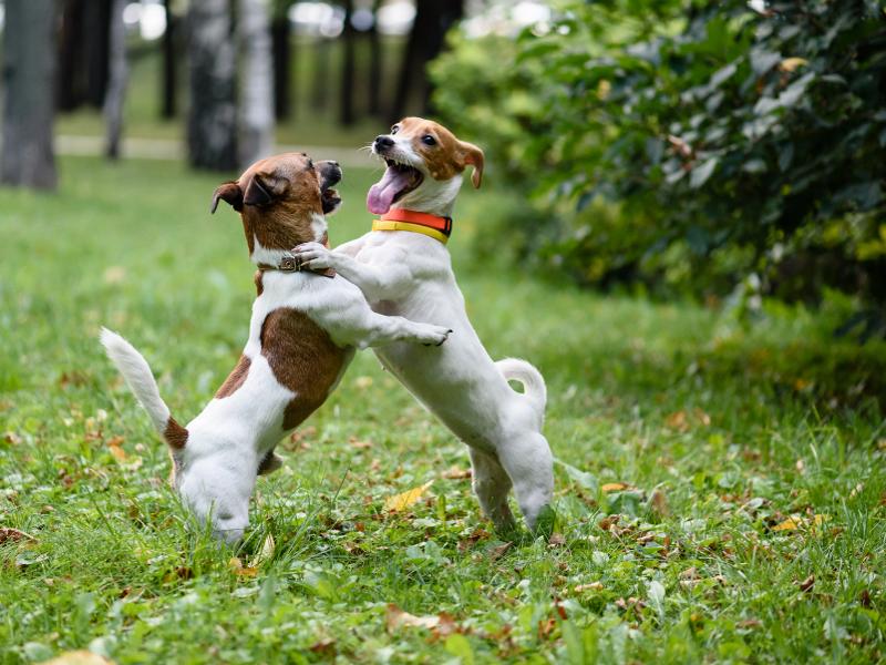 Spielverhalten Wie zeigen Hunde ihre Spiellaune?