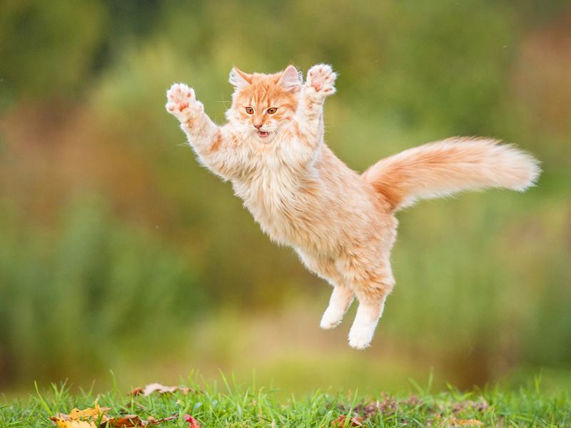 Katze Macht Geräusche Beim Springen