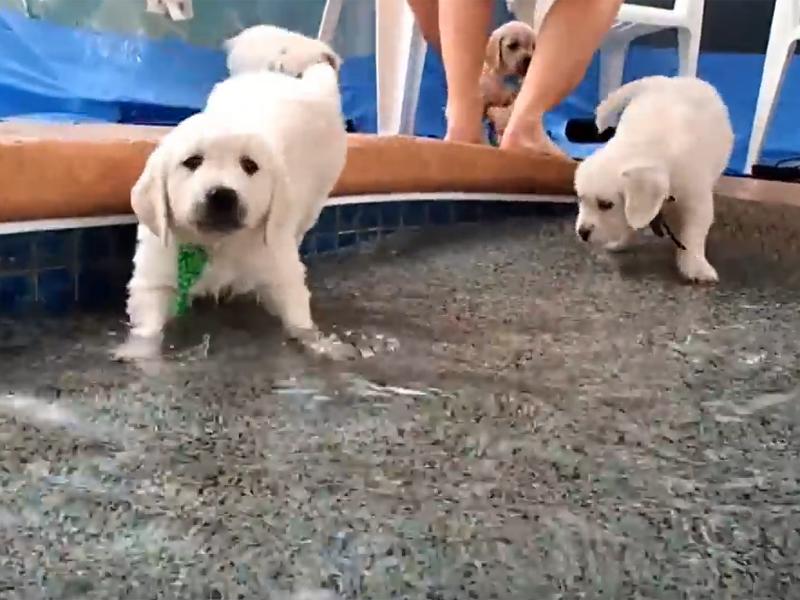 Golden Retriever Welpen Lernen Schwimmen